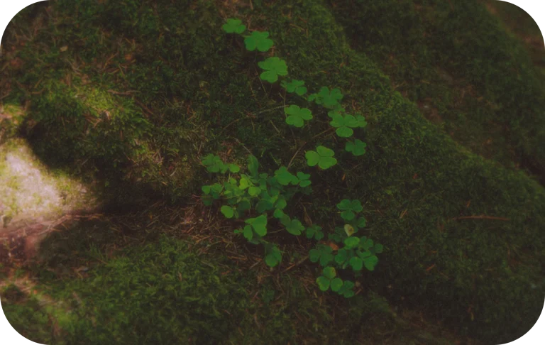 Plantes et feuillages
