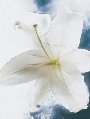 Parfum frais, notes de jasmin Image